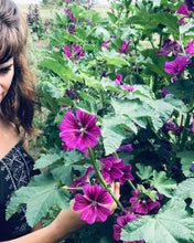 Charger l'image dans la galerie, Crème visage antioxydante à la mauve