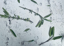 Charger l'image dans la galerie, Shampoing / gel douche cèdre & sauge