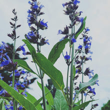 Charger l&#39;image dans la galerie, Déodorant rechargeable
