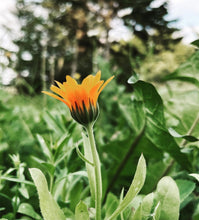 Charger l&#39;image dans la galerie, Pommade qui fait tout à la calendule
